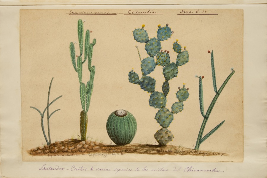 Cactus de varias especies de las orillas del Chicamocha (Santander)