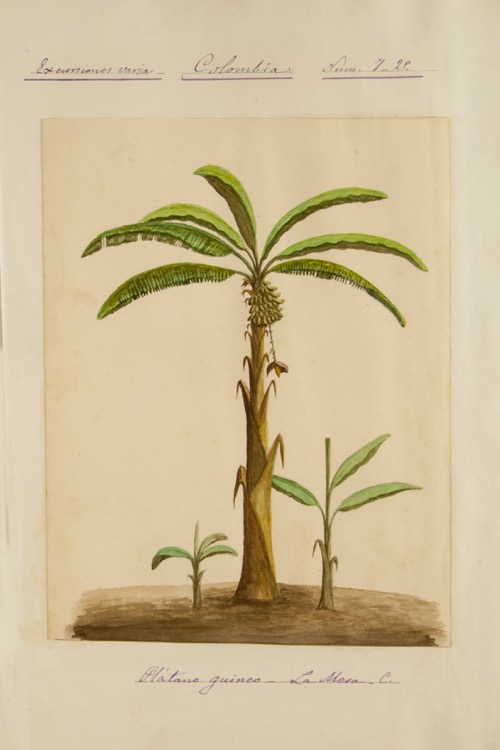 Plátano guineo (La Mesa)