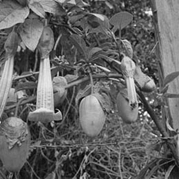 Guanuco o Poroporo Brugmansia sanguinea (R.& P.) / D. Don (Solanaceae) / Lugar desconocido, sin fecha